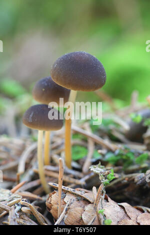 Sprucecone Strobilurus esculentus, cap, de champignons sauvages comestibles Banque D'Images