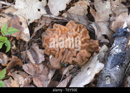 Gyromitra gigas, communément connue sous le nom de neige Neige Morel, faux Morel, cerveau, veau ou Bull, un nez de champignons sauvages comestibles provenant de la Finlande Banque D'Images