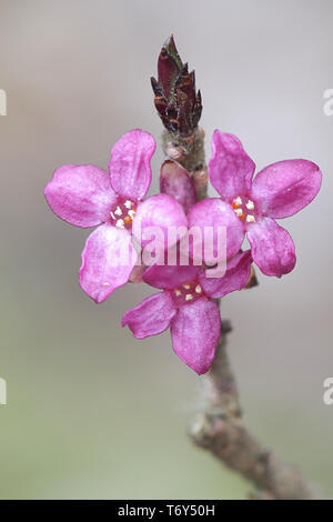 Daphne mezereum, communément connu sous le nom de mezereum, mezereon, Février, daphné lauréole ou olive euphorbe Banque D'Images