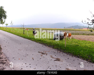 Quelques vaches sur un pâturage dans hohenlohe frankenwald souabe, Allemagne du sud Banque D'Images