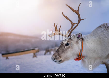 Portrait d'un renne avec bois massif tirant un traîneau dans la neige, Tromso, région du nord de la Norvège Banque D'Images