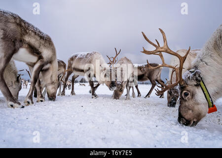 Troupeau de rennes à la recherche de nourriture dans la neige, Tromso, région du nord de la Norvège Banque D'Images