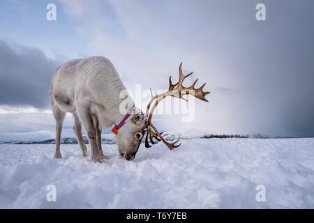 Portrait d'un renne avec bois massif de creuser dans la neige à la recherche de nourriture, Tromso, région du nord de la Norvège Banque D'Images