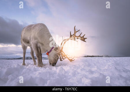 Portrait d'un renne avec bois massif de creuser dans la neige à la recherche de nourriture, Tromso, région du nord de la Norvège Banque D'Images