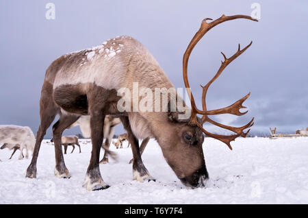 Portrait d'un renne avec bois massif de creuser dans la neige à la recherche de nourriture, Tromso, région du nord de la Norvège Banque D'Images