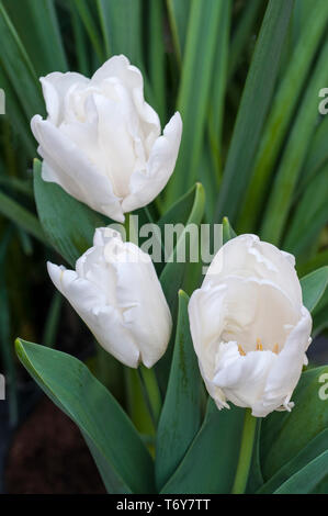 Groupe de rebelles blanc tulipes poussant dans une bordure fleurs en forme de coupe appartenant au groupe de tulipes perroquet Titre 10 Banque D'Images