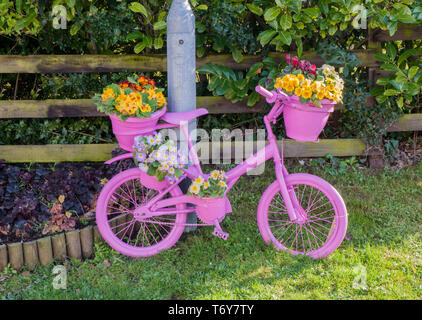 Location bord peint en rose avec des fleurs jaune rouge et bleu primulas sur elle. Elswick village le mieux gardé de Lancashire England UK Banque D'Images