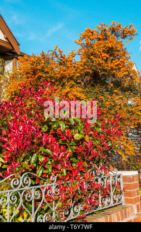 Photinia x fraseri Red Robin avec Berberis darwinii derrière Photinia avec des feuilles rouges au printemps et les deux sont toujours verte avec des fleurs au printemps Banque D'Images