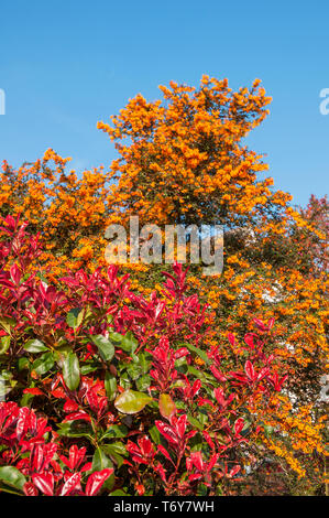 Photinia x fraseri Red Robin avec Berberis darwinii derrière Photinia avec des feuilles rouges au printemps et les deux sont toujours verte avec des fleurs au printemps Banque D'Images