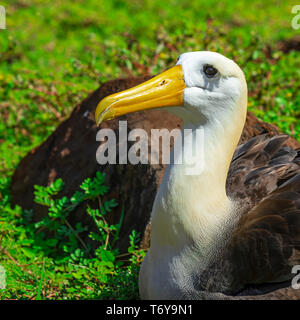 Portrait d'un albatros des Galapagos (Phoebastria irrorata) sur l'île de Espanola dans le parc national des îles Galapagos, l'océan Pacifique, l'Equateur. Banque D'Images