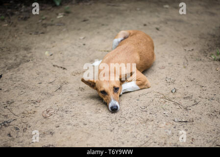 Chien couché, Inde Banque D'Images