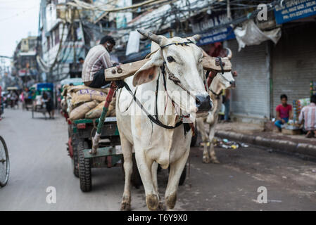 Panier vache tirant sur les rues de Varanasi, Inde Banque D'Images