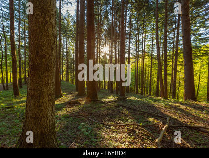 Forêt de pins avec rayons de soleil au printemps Banque D'Images