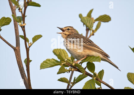 Pipit des arbres Anthus trivialis, Banque D'Images