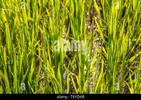 Close up de la maturation du riz dans un champ Banque D'Images