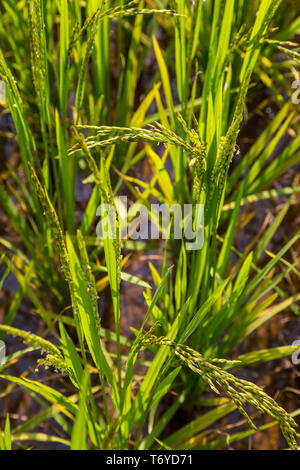 Close up de la maturation du riz dans un champ Banque D'Images