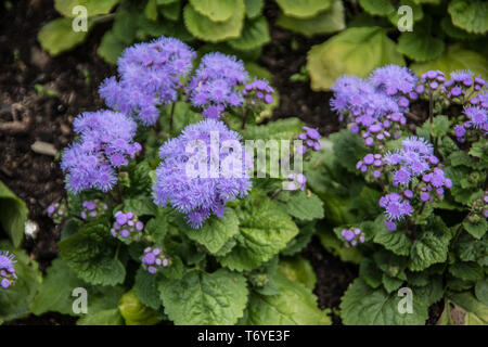 Baume du foie à fleurs bleues Banque D'Images