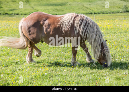 Poney Shetland au pâturage Banque D'Images