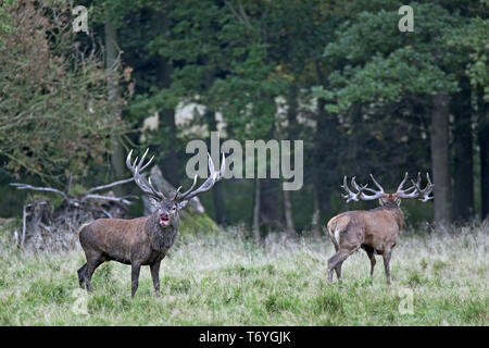 Cerfs rouges après un combat, un cerf avec blessure Banque D'Images