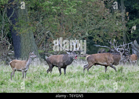 Cerfs rouges après un combat, un cerf avec blessure Banque D'Images