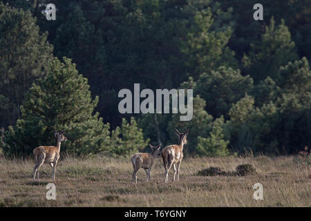 Red Deer hinds et baleineau à Heath Banque D'Images