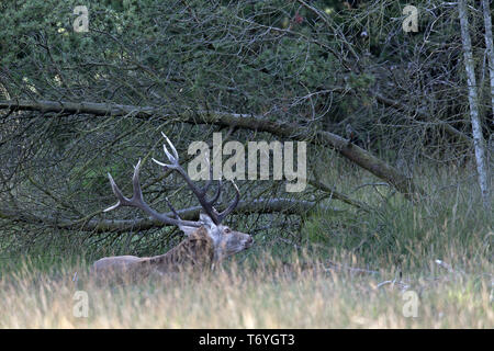 Red Stag en un trou bourbeux Banque D'Images