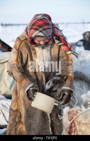 La Russie, dans la région autonome de Yamal-Nenets, péninsule de Yamal Nenets, les éleveurs de rennes au camp, nourrir les rennes. Banque D'Images