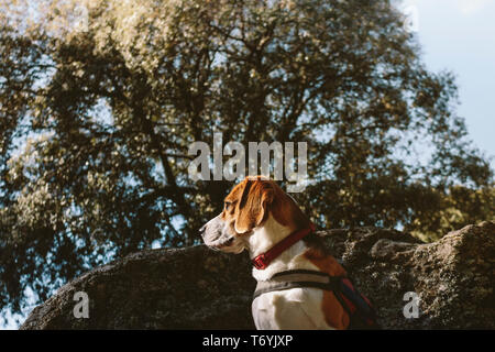 Joli chien beagle semble attentif sur un gros rocher Banque D'Images