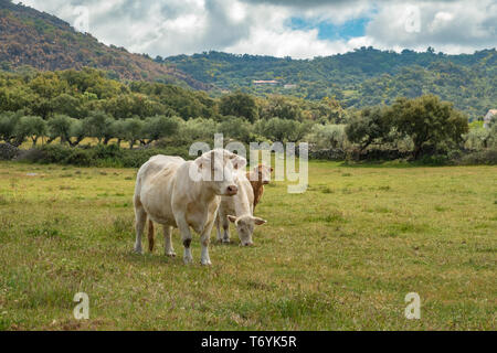 Vaches charolaises paissant dans la prairie de l'Estrémadure, Espagne Banque D'Images
