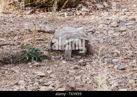 Une tortue du désert au centre d'interprétation, le Red Rock Canyon Conservation Area, Nevada, USA Banque D'Images