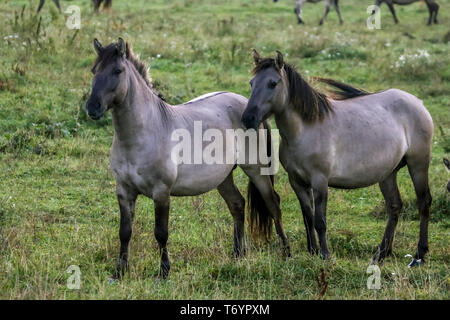 Chevaux sauvages paissant dans la prairie on foggy matin d'été. Banque D'Images