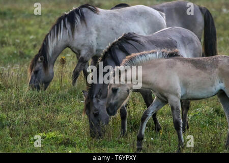 Chevaux sauvages paissant dans la prairie on foggy matin d'été. Banque D'Images