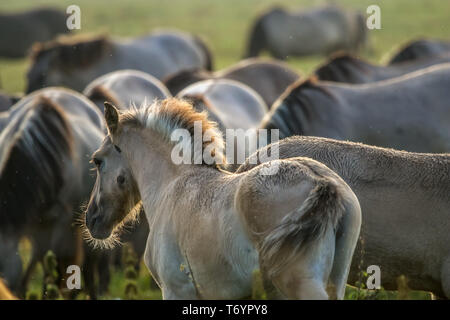 Chevaux sauvages paissant dans la prairie on foggy matin d'été. Banque D'Images