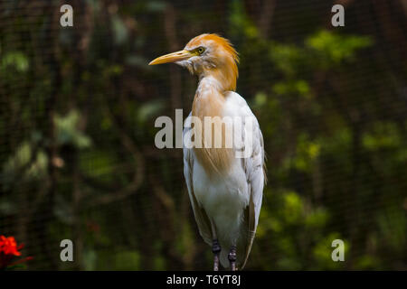 Bubulcus ibis Cattle Egret, trouvés dans la région de KL Bird Park à Kuala Lumpur, Malaisie. Banque D'Images