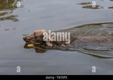 Chien de chasse la natation dans un lac Banque D'Images