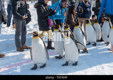 La Ville d'Asahikawa, Hokkaido, Japon. 20 févr. 2019 : Penguin Parade marche montrer sur neige au Zoo d'Asahikawa à Hokkaido au Japon en hiver. Banque D'Images