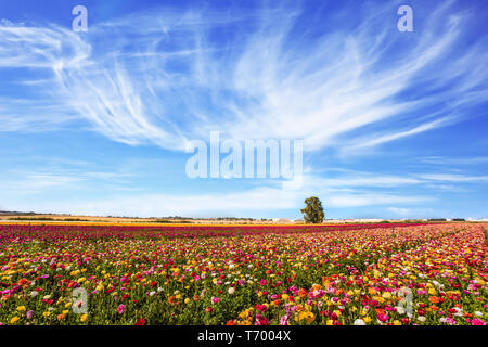 Domaine de renoncules jardin fleurs Banque D'Images