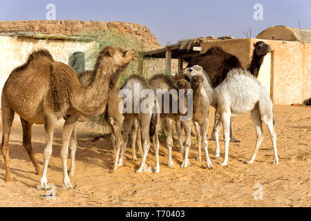 La famille de chameaux dans un village dans le désert du Sahara, en Tunisie. Banque D'Images