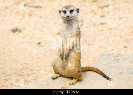 Portrait suricate dans nature looking at camera Banque D'Images
