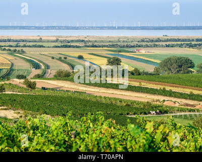 Vignes, le lac de Neusiedl en Burgenland Autriche Banque D'Images