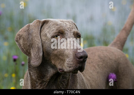 La chasse au chien d'arrêt de la pluie Banque D'Images