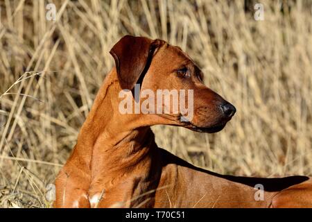 Le Rhodesian Ridgeback Banque D'Images