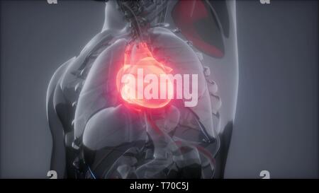 Coeur de l'homme Examen de radiologie Banque D'Images