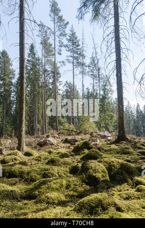 Lumineux et vert sol couvert de mousse dans une forêt de conifères glade Banque D'Images