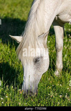 White Horse est le pâturage au printemps meadow Banque D'Images