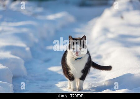 Cat en saison d'hiver Banque D'Images