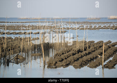 Thaïlande CHONBURI BANGSAEN ANGSILA OYSTER FARM Banque D'Images