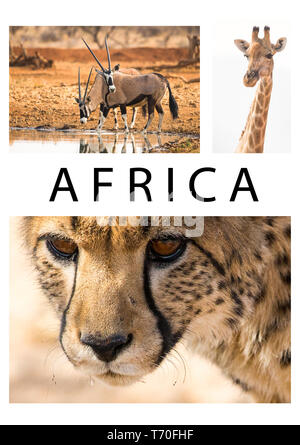 L'Afrique du Sud ou de collage d'une collection ou d'un groupe d'images ou photos de la faune de guépard, Girafe et oryx d'animaux sauvages de Namibie avec texte Banque D'Images