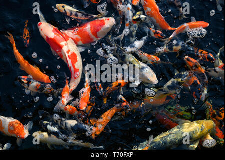 Koi de poissons colorés nager dans l'étang de surface Banque D'Images