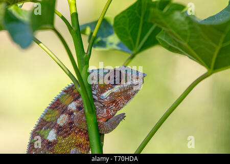 Caméléon panthère (Furcifer pardalis) Banque D'Images